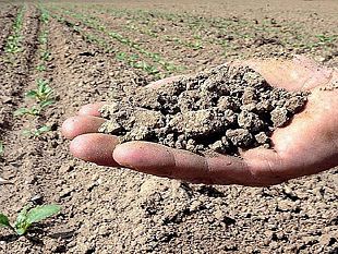 aiuti-economici-per-le-imprese-agricole-del-settore-viticolo-colpite-dalla-siccita-con-i-fondi-ministeriali