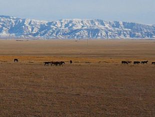 agricoltura-e-non-solo-e-il-formaggio-italiano-si-produce-in-kazakistan