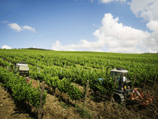 il-2014-brutto-anno-per-l-agricoltura-nel-trapanese