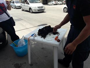 sequestro-di-ricci-di-mare-illecitamente-commercializzati-su-strada