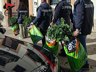 alcamo-scoperta-una-serra-di-cannabis-in-manette-un-43enne