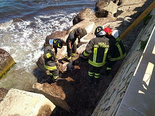 trapani-cagnolino-tratto-in-salvo-sul-lungomare-dante-alighieri