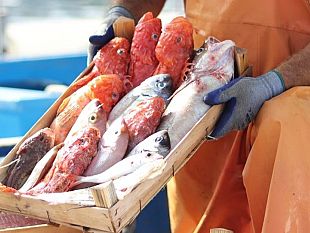gal-pesca-trapanese-ultimati-i-workshop-di-animazione-territoriale