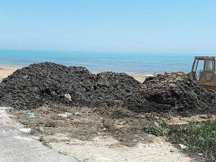 triscina-cumuli-di-posidonia-spostati-dal-porticciolo-di-marinella-di-selinunte-sulla-spiaggia