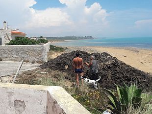 legambiente-posidonia-trasferita-sulla-spiaggia-di-triscina-petizione-popolare-per-la-rimozione