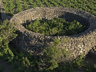 pantelleria-fai-di-primavera-il-23-e-24-marzo-alla-scoperta-del-giardino-pantesco-donnafugata
