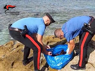 favignana-oltre-150-ricci-di-mare-in-macchina-denunciato-favignanese