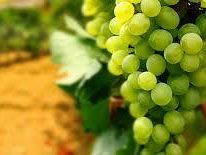 cracolici-dietro-successo-export-vino-italiano-c-e-una-forte-presenza-di-made-in-sicily