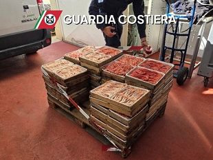 mazara-oltre-2-tonnellate-di-gambero-rosso-e-viola-pescato-in-zona-vietata-multata-azienda-ittica