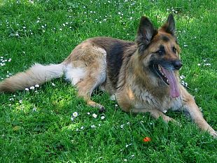 salemi-ancora-un-cane-ucciso-a-salemi-e-caccia-al-colpevole-o-ai-colpevoli