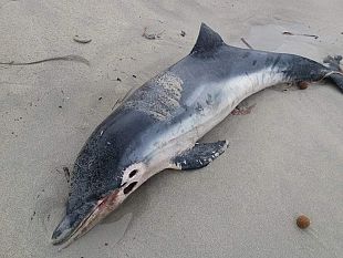 mazara-del-vallo-trovato-morto-un-delfino