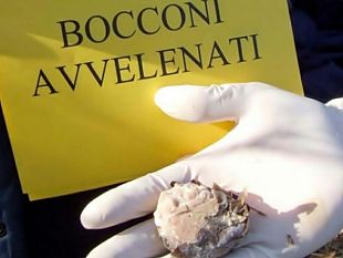 salemi-ritorna-incubo-esche-e-bocconi-avvelenati-destinati-ai-cani