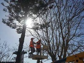 iniziati-ieri-da-torretta-granitola-i-lavori-di-potatura-degli-alberi-cittadini