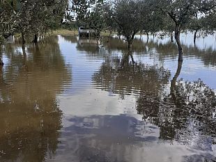 piove-ed-i-terreni-di-triscina-si-allagano-enza-viola-chiede-allamministrazione-di-trovare-una-soluzione