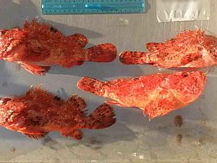 egadi-il-progetto-vedette-del-mare-2-nell-ambito-di-fishmpablue2
