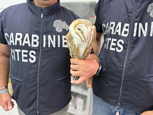 marsala-controlli-venetori-cacciatori-denunciati-per-aver-abbattuto-specie-protette