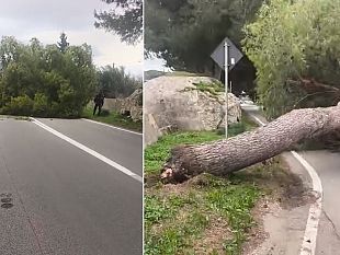 cade-un-albero-sulla-statale-115-tragedia-sfiorata-a-paceco