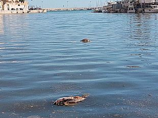 video-mazara-resti-di-tonni-nel-porto-canale-illegalita-fa-rima-con-incivilta