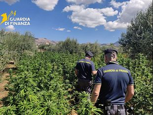 a-partinicooperazione-della-gdf-4-tonnellate-di-marijuana-sequestrate-ed-arrestato-il-responsabile
