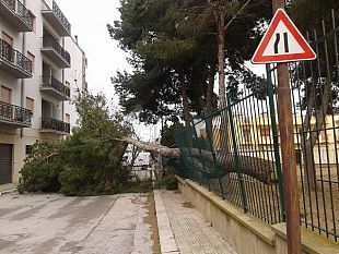 perche-abbattuti-alberi-nel-plesso-scolastico-giovanni-paolo-ii-presentata-mozione-in-consiglio-comunale