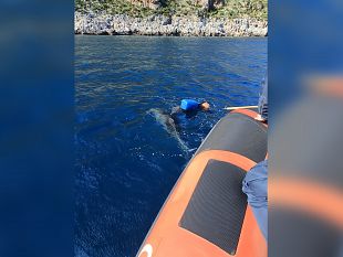 mazara/la-guardia-costiera-salva-delfino-intrappolato-nelle-reti-nelle-acque-tra-san-vito-lo-capo-e-castellammare