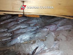 trapani-sequestrate-due-tonnellate-di-tonno-rosso-senza-tracciabilita-a-san-vito-lo-capo