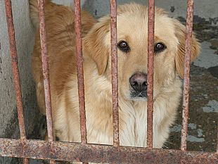 domani-la-sen-russo-m5s-in-visita-istituzionale-al-rifugio-per-cani