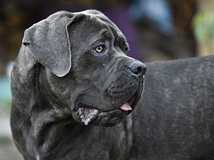 lalimentazione-del-cane-puo-includere-il-pesce-ovviamente-si-ed-ecco-perche