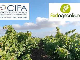 crisi-vitivinicola-nel-trapanese-cifa-serve-un-piano-straordinario-per-affrontare-la-crisi