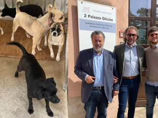 pantelleria-sbarca-un-migrante-con-cinque-chihuahua-lasp-se-ne-prende-cura