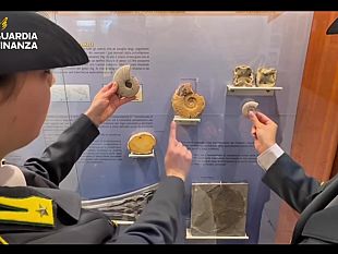sequestrati-a-punta-raisi-dalla-gdf-17-fossili-di-60-milioni-di-anni-fa
