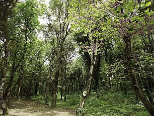 presentato-progetto-di-valorizzazione-naturalistica-del-bosco-sacro-e-del-giardino-del-balio-di-erice