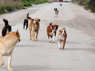 salemi-cane-randagio-procura-danni-ad-una-moto-il-comune-risarcisce-i-danni