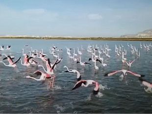 trapani-filma-con-un-drone-i-fenicotteri-nella-riserva-naturale-i-carabinieri-sanzionano-un-marsalese