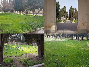 video-mazara-il-cimitero-comunale-fra-selvaggia-vegetazione-personale-ridotto-e-registro-defunti-ancora-cartaceo