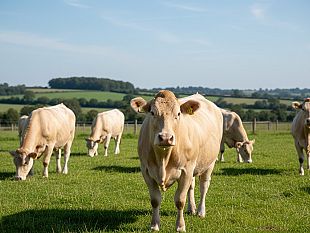 sicilia-21-milioni-di-euro-per-il-benessere-animale-via-ai-contributi-per-il-2026