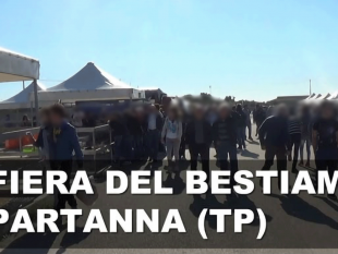 partanna-domani-13-febbraio-riapre-la-mostra-mercato-del-bestiame
