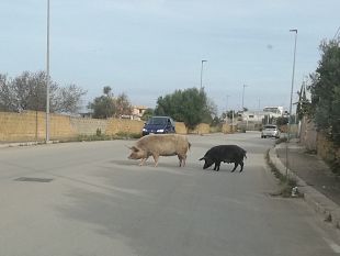 mazara-catturati-in-via-archi-un-maiale-ed-un-cinghiale-di-grossa-taglia-che-scorrazzavano-liberi