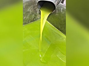 molitura-olive-del-comune-il-27-dellolio-andra-alle-famiglie-bisognose
