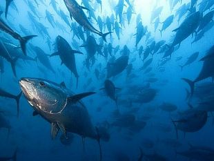 capitaneria-di-porto-stop-alla-pesca-sportiva-del-tonno-rosso-per-il-2014