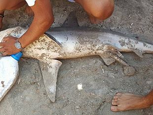 mazara-piccolo-squalo-in-fin-di-vita-si-arena-sulla-spiaggia-di-tonnarella-sorpresa-e-panico-fra-i-bagnanti