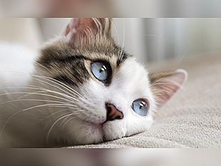 conclusa-la-campagna-straordinaria-di-sterilizzazione-dei-gatti