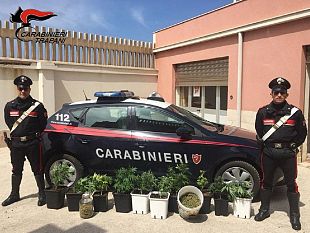 aveva-una-piantagione-di-marijuana-in-casa-arrestato-dai-carabinieri-cuoco-trapanese