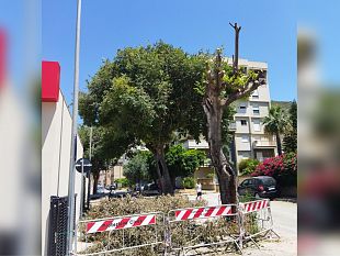trapani-erythros-gli-alberi-di-via-pitagora-non-sono-da-abbattere
