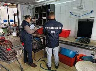irregolarita-e-carenze-igieniche-sotto-sequestro-quintali-di-prodotto-ittico-nel-palermitano