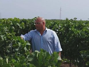 mazara-crisi-vitivinicola-nota-di-vito-gancitano