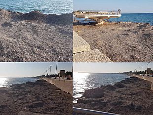 video-mazara-tratto-spiaggia-di-san-vito-ormai-libero-ma-non-pulito-montagne-di-alghe
