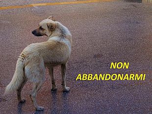 ddoppu-chi-a-sant-agata-l-arrubbaru-cci-ficiru-i-portt-i-ferru