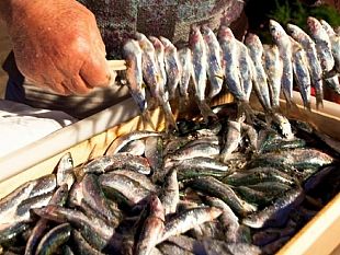 il-pescato-di-marinella-di-selinunte-presidio-slow-food