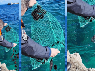 trapani/contrasto-alla-pesca-abusiva-sequestro-ricci-di-mare-pescati-a-favignana
